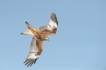 Red Kite