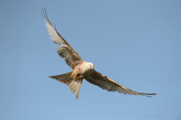 Red Kite - Leucistic form