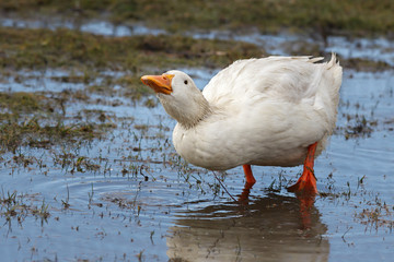 Home goose spring feeding lake.