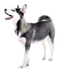 Beautiful cute husky puppy, isolated on white