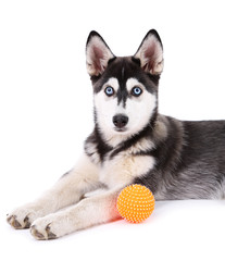 Beautiful cute husky puppy, isolated on white