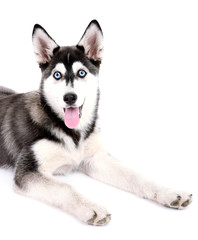 Beautiful cute husky puppy, isolated on white
