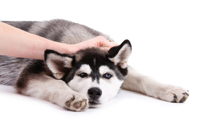 Beautiful cute husky puppy, isolated on white