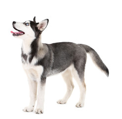 Beautiful cute husky puppy, isolated on white
