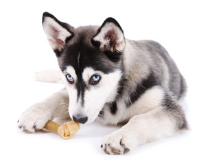 Beautiful cute husky puppy, isolated on white