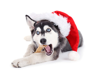 Beautiful cute husky puppy with Santa hat, isolated on white