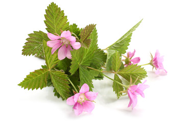 Flowers of a Rubus arcticus with leaves