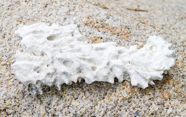 Dead coral on the beach