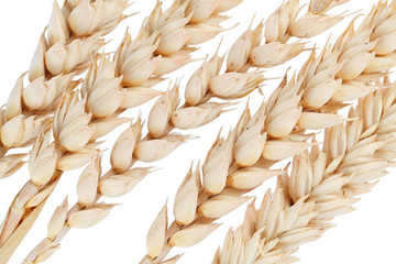 ear of wheat isolated on white background