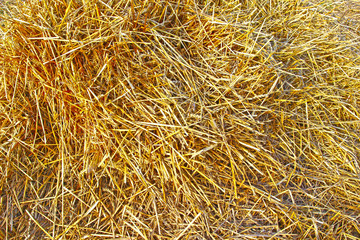 Background of dry rye straw