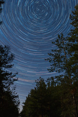 Forest on a starry sky background
