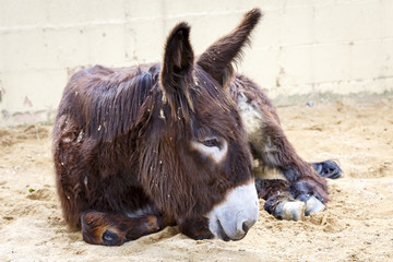 donkey lying