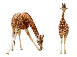 Gordijnen Giraffe isolated on white background © ultrapro