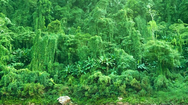 Tropical vegetation. Panorama of jungle in Laos