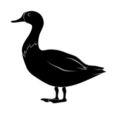 duck on white background