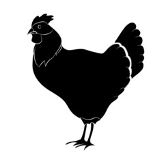 chicken on white background