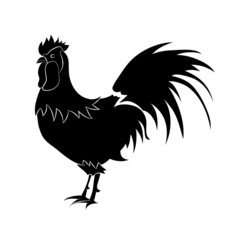 cock on white background