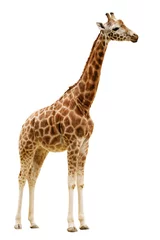 Fotobehang Giraf geïsoleerd op een witte achtergrond. © ultrapro