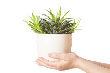 Human hands holding a flower