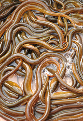 eel © lzf