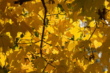Autumn Yellow Maple Leaves Background