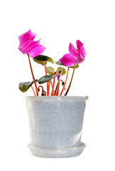 crimson hyacinth in the white pot