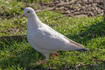 White Bird