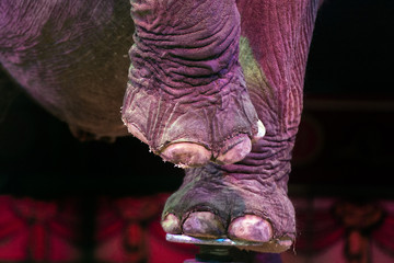 circus elephant