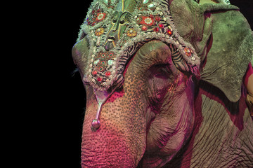 circus elephant