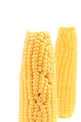 Close up of fresh corn ear.