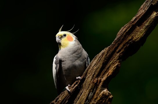 A beautiful cockatiel bird