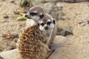 Two meerkats (suricates) sitting on the ground.