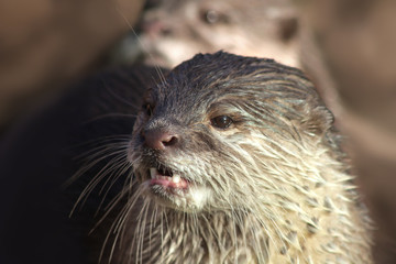Zwei asiatische Zwergotter