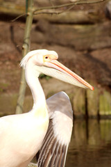 pélican