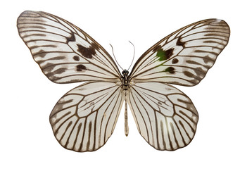Obraz na płótnie Canvas butterfly isolated