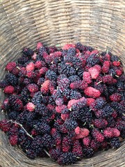 Mulberries 