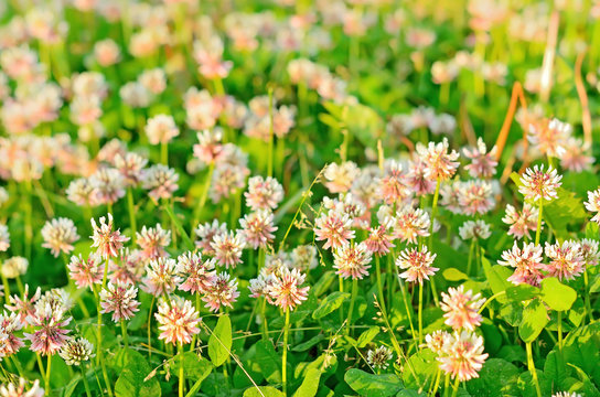 Clover flowers on meadow