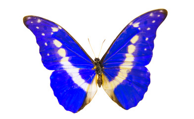 butterfly isolated