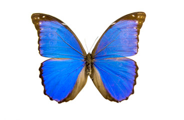 Naklejka premium butterfly isolated