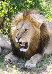 A lion opening his mouth