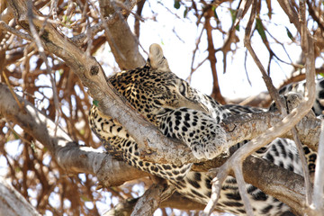 A leopard sleeping on the tree