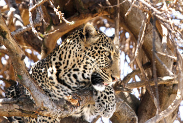 A beautiful portrait of a leopard