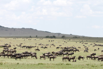 Wildebeests grazing the wide spread grassland