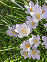 Violet crocus in green grass