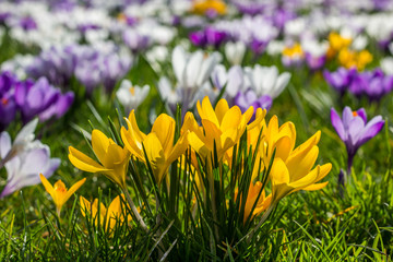 Yellow crocus in green grass