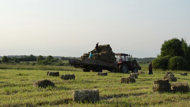 Tractor in field and farmer people load it with hay bales