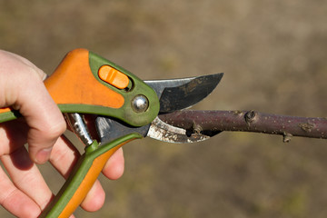 Scissors garden is cutting tree
