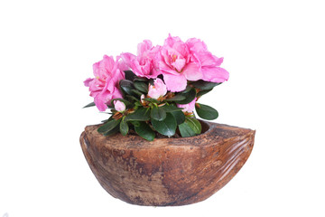 Blossoming pink azalea in a coco half