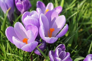 Crocus au jardin
