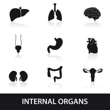 internal human body organs eps10